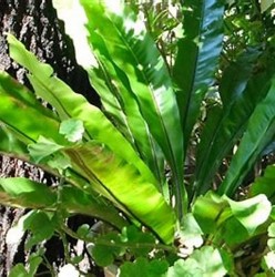 Frugal Gardening: How to Divide Propagate and Replant Bird Nest Ferns