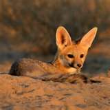 Egyptian Red Fox