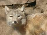 Tibetian Fox
