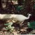 White peacock White peacock