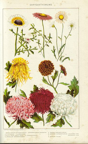 Historical painting of Chrysanthemums from the New International Encyclopedia 1902. Including the Pyrethrum Daisy.