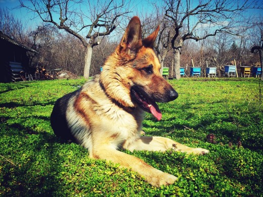 German Shepherd German Shepherd