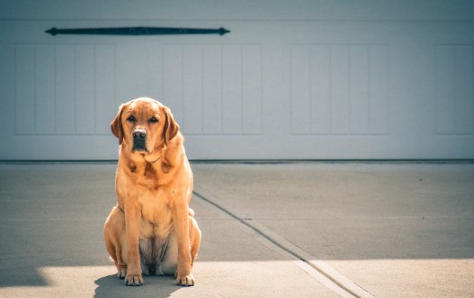 Labrador Retriever Labrador Retriever