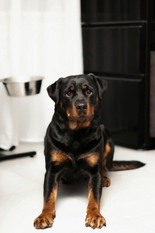 Rottweiler Rottweiler