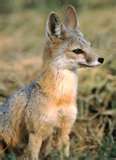 Kit Fox (aka Swift Fox)