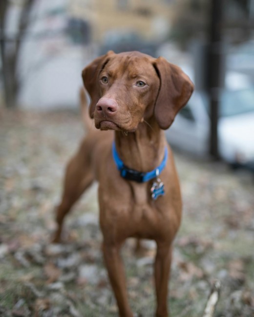 Vizsla