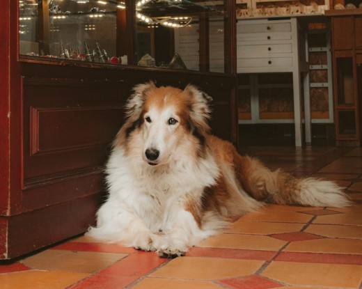 Collie