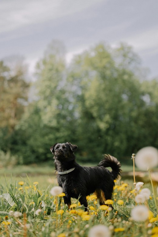 Dog Standing on Floral Meadow