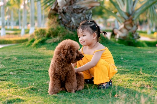 A little girl playing with a Poodle A little girl playing with a Poodle