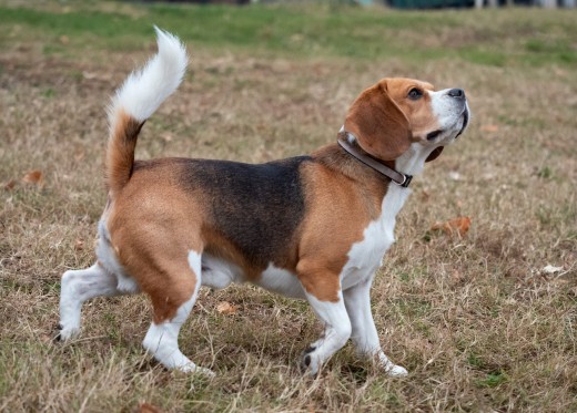 Beagle