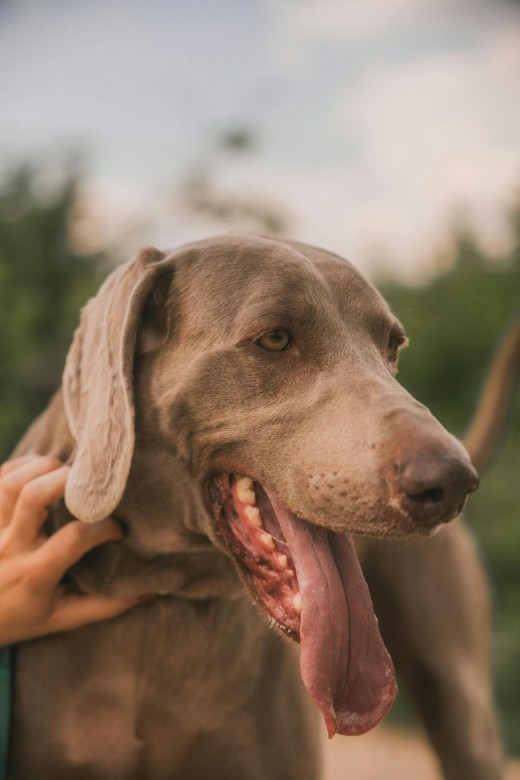 Weimaraner Dog Weimaraner Dog