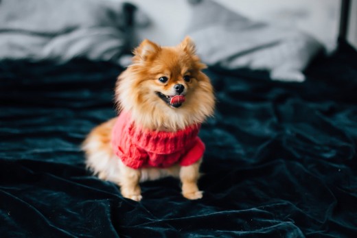 Pomeranian Puppy