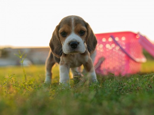 Beagle Puppy
