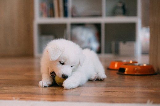 Samoyed Puppy
