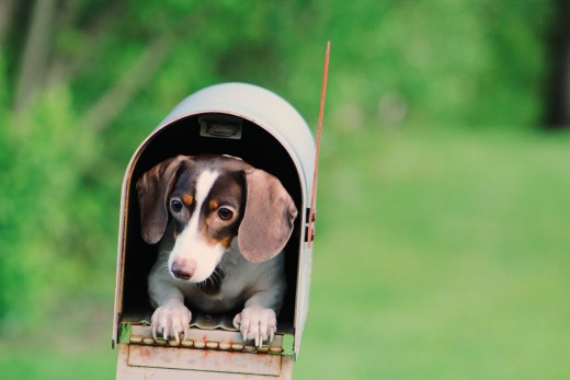 Dachshund Puppy