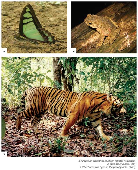 Some fauna live in Bukit Tigapuluh National Park (Riau-Sumatra). Photo LHI-natureindonesia.org