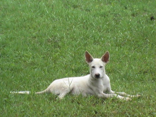 Maldita, the mischievous she-dog