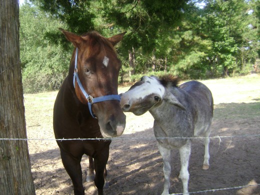 Gimme my halter!