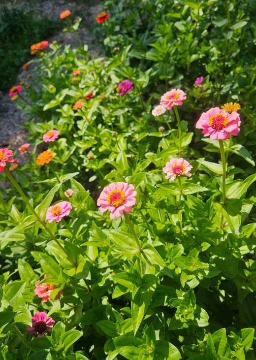 The early stages of my Zinnia patch this year in my veggie garden. (2024)