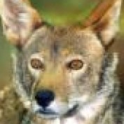 The Red Wolf profile image