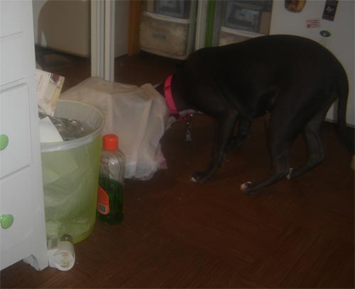 This shows what not to do. On the floor there is a garbage can, garbage bag, and floor cleaner.