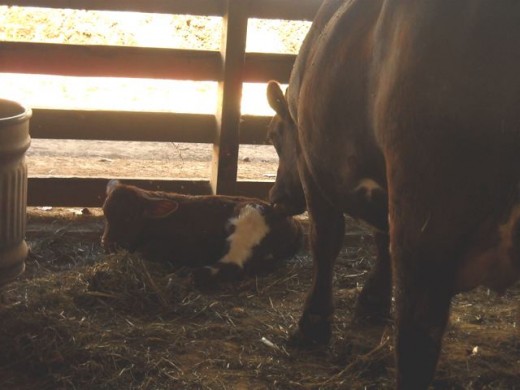 Mama cow looks after her newborn in a cool corner of the barn.