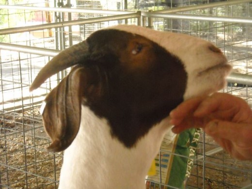 Friendly goats like a lttle attention.