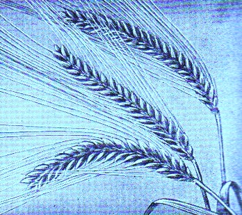 Barley
