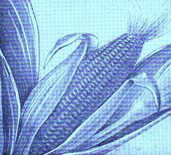 Corn