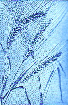 Rye