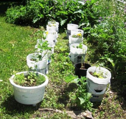 Container organic garden, Bob Ewing photo