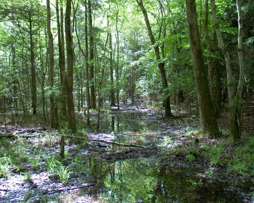 This is a beautiful picture of the swamp areas we could explore with caution.  Where we also cut cypress knees and sold them to tourists as they drove south on Highway 90.  Peeled cypress knees were beautiful souvenirs and that was my spending money.