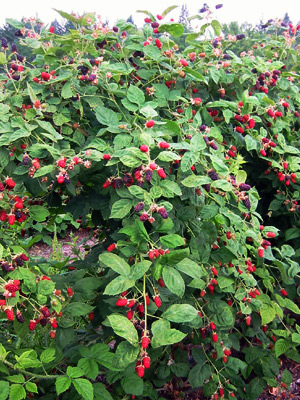 Blackberry thickets were taller than I could reach - loaded with ripening fruit. The bog areas held enough water in the sandy soil that the fruit was large and lucious!