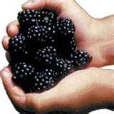 Ah!  A handful of freshly grabbed berries - surely worth a few scratches, to say the least.