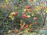 The wild persimmons were sought by raccoons and squirrels, birds of all kind, and us!