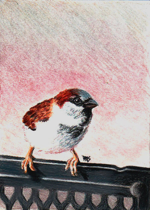 Cheeky Sparrow in colored pencils on Stonehenge paper by Robert A. Sloan
