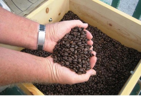 Beautiful freshly roasted Kona coffee beans