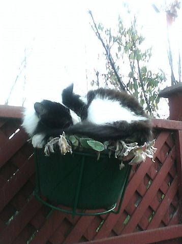 This planter turned out to be one of Perdy the cats favorite sleeping spots. Getting a picture of her here was no problem because this is what she did everyday.   