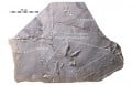 How to Bird: 50 Million-Year-Old Fossil Traces Reveal Ancient Waterbird Feeding Strategies