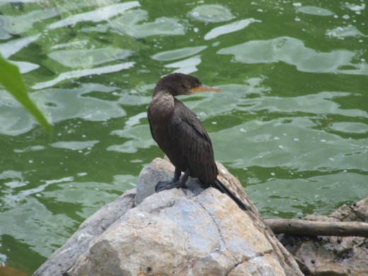 Black cormorant, Lake Maracaibo, Venezuela