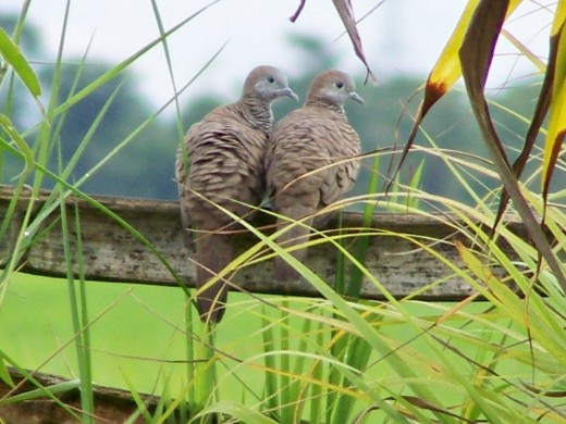 Inca doves at home (Philippines)