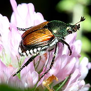 Japanese beetle photograph by Bruce Marlin