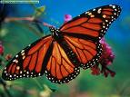Monarch Butterfly at rest.    photo by howdididoit.com