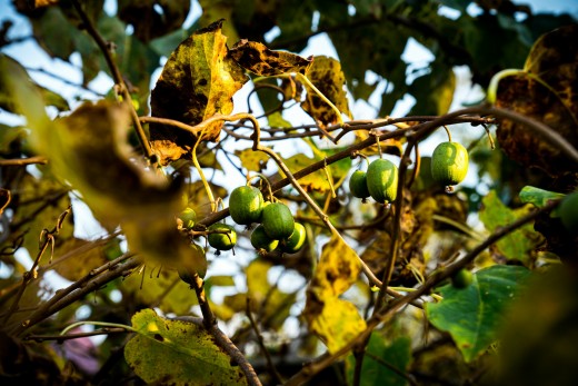 Hardy kiwi vine.
