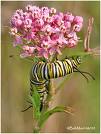 Milkweed!  Loverly!  Monarch caterpillar prepares to dine.