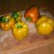 Prepare your peppers Prepare your peppers
