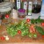 1. A clean glass jar 2. Garlic 3. Tomatoes 4. Celery 5. Parsley 6. Dill 1. A clean glass jar 2. Garlic 3. Tomatoes 4. Celery 5. Parsley 6. Dill