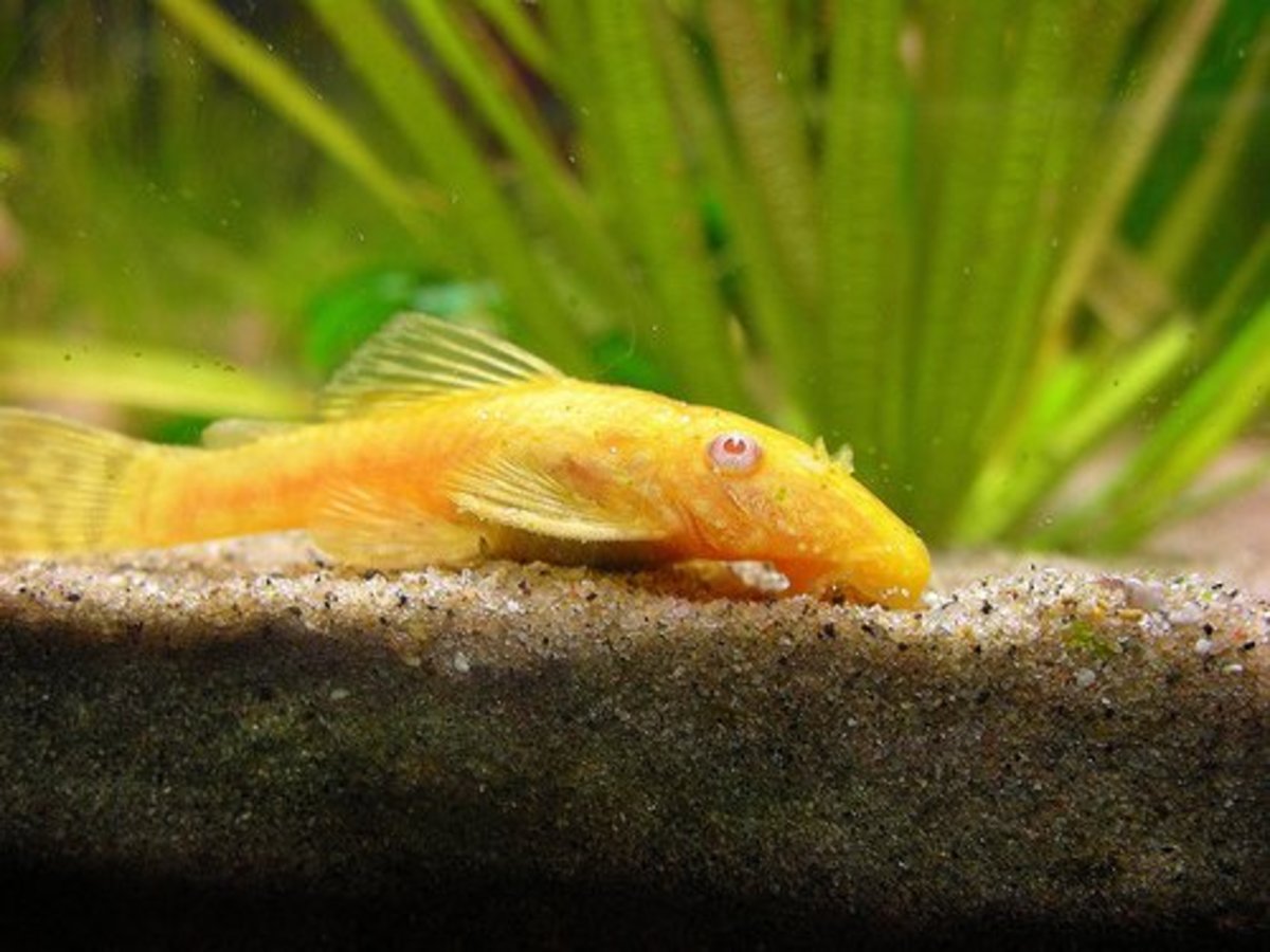 What types of fish are good tank mates for angelfish?