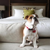 pawbookingco profile image
