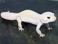 Albino